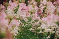 CLEOME SPINOSA LINN is another beautiful flower.