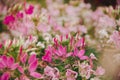 CLEOME SPINOSA LINN is another beautiful flower.