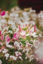 CLEOME SPINOSA LINN is another beautiful flower.