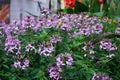 Cleome spinosa \'Senorita Rosalita\' blooms with purple flowers in a flower bed in August. Berlin, Germany Royalty Free Stock Photo
