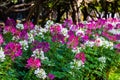 Cleome spinosa or Spider flower are blooming in the garden Royalty Free Stock Photo