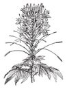 Cleome vintage illustration