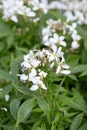 Cleome, white spider flower and leaves Royalty Free Stock Photo