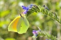 Cleopatra butterfly feeding on flower