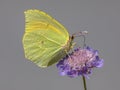 Cleopatra butterfly feeding on flower