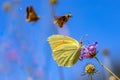 Cleopatra butterfly feeding on flower