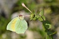 Cleopatra butterfly feeding on flower