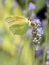 Cleopatra butterfly feeding on flower