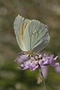 Cleopatra butterfly from Southern Europe