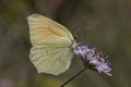 Cleopatra butterfly from Southern Europe