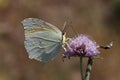 Cleopatra butterfly from Southern France, Europe