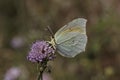 Cleopatra butterfly from Southern France, Europe