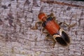 Hairy and colorful Checkered Beetle