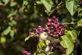 Clerodendron berries on a branch seen up close