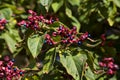 Clerodendron berries on a branch seen up close