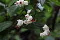 Clerodendron or bleeding heart vine flowers Royalty Free Stock Photo