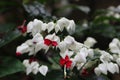 Clerodendron or bleeding heart vine flowers Royalty Free Stock Photo