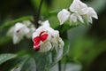 Clerodendron or bleeding heart vine flowers Royalty Free Stock Photo