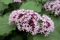 Clerodendron Bungei flower