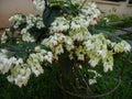 Clerodendron sp. tropical plant of family Lamiaceae