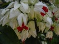 Clerodendron sp. tropical plant of family Lamiaceae