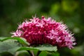 Clerodendrum bungei bud with purple cap in garden. Close-up flower in natural sunlight on blurred dark green background Royalty Free Stock Photo