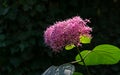 Clerodendrum bungei bud with purple cap in garden. Close-up flower in natural sunlight on blurred dark green background. Royalty Free Stock Photo