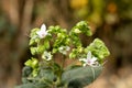 Clerodendrum infortunatum also known as bhat or hill glory bower Royalty Free Stock Photo