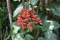 Clerodendrum paniculatum Royalty Free Stock Photo