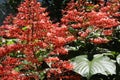 Clerodendrum paniculatum Royalty Free Stock Photo