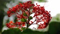 Krishnakireedam flower red colour Royalty Free Stock Photo