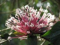 Clerodendrum quadriloculare or Starburst bush flower. Royalty Free Stock Photo