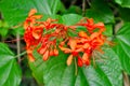 Clerodendrum speciosissimum flowers Royalty Free Stock Photo