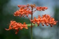 Clerodendrum speciosissimum tropical shrub in bloom, red orange flowering plant Royalty Free Stock Photo