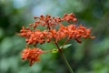 Clerodendrum speciosissimum tropical shrub in bloom, red orange flowering plant Royalty Free Stock Photo