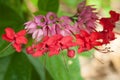 Clerodendrum speciosum