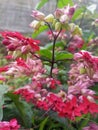 Clerodendrum speciosum