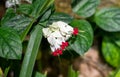 Clerodendrum thomsoniae or bleeding glory-bower growing in Nha Trang Vietnam Royalty Free Stock Photo