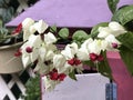 Clerodendrum thomsoniae or Bleeding-heart vine flower. Royalty Free Stock Photo