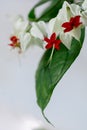 Clerodendrum thomsoniae or bleeding heart vine flower on white background Royalty Free Stock Photo