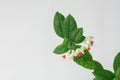 Clerodendrum thomsoniae or bleeding heart vine flowers on white background Royalty Free Stock Photo