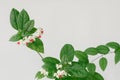 Clerodendrum thomsoniae or bleeding heart vine flowers on white background Royalty Free Stock Photo