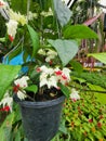Clerodendrum thomsoniae is a dark green ivy with reddish-green flowers forming a cluster Royalty Free Stock Photo