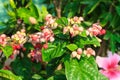 Clerodendrum thomsoniae flower Royalty Free Stock Photo