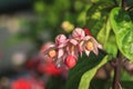 Clerodendrum thomsoniae flower Royalty Free Stock Photo