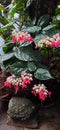 Clerodendrum Thomsoniae & x28;Bleeding Glory Bowel& x29;