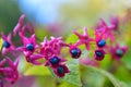 Clerodendrum Trichotomum blooming in Christchurch Botanic Gardens