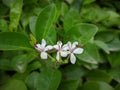 Clerodendrum trichotomum or Harlequin glorybower flowers.