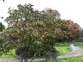 Clerodendrum Trichotomum Harlequin Glorybower, Glorytree or Peanut Butter tree.