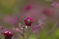 Clerodendrum trichotomum white drupe growing on red calyx